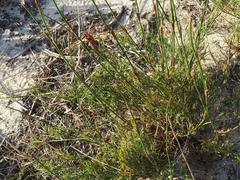 Willdenowia glomerata