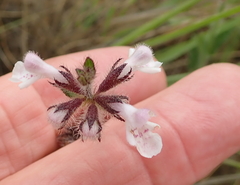 Stachys nigricans