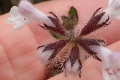 Stachys nigricans