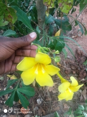 Allamanda