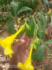 Allamanda