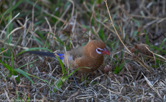 Granatina ianthinogaster