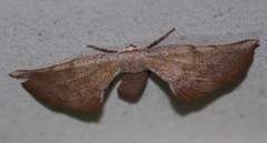 Parepisparis multicolora