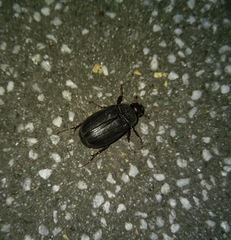Cosmiomorpha similis