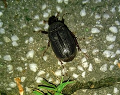 Cosmiomorpha similis
