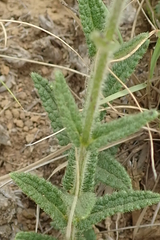 Stachys nigricans