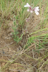 Stachys nigricans