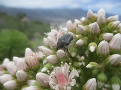 Tropinota squalida canariensis