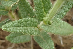 Stachys nigricans