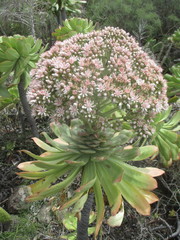 Aeonium urbicum image