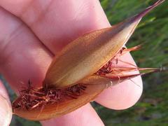 Willdenowia glomerata