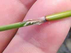 Willdenowia glomerata