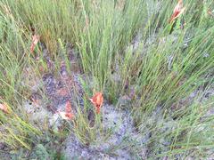 Willdenowia glomerata