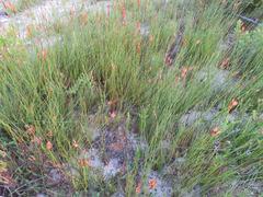 Willdenowia glomerata