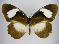 Elymnias bammakoo rattrayi
