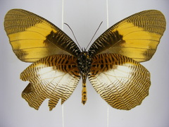 Elymnias bammakoo rattrayi