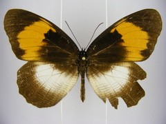 Elymnias bammakoo rattrayi