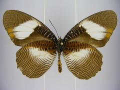 Elymnias bammakoo rattrayi