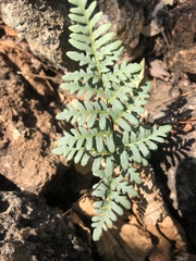 Cheilanthes dolomiticola