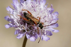 Stenopterus mauritanicus