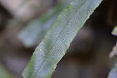 Blechnum patersonii