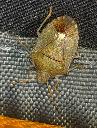 Peribalus strictus vernalis