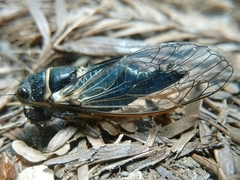 Platypedia