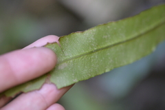 Blechnum patersonii