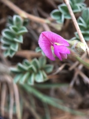 Tephrosia obovata