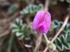 Tephrosia obovata