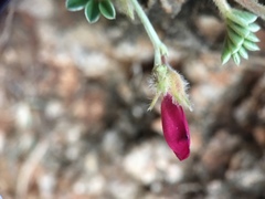 Tephrosia obovata