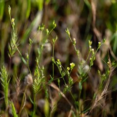 Linum corymbulosum