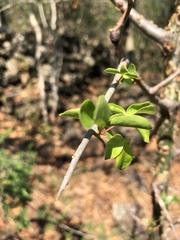 Commiphora neglecta