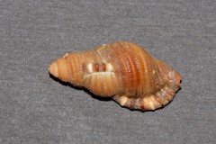 Septa occidentalis
