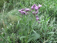 Saussurea salicifolia