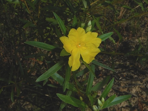 Hibbertia candicans observed 2024-05-05