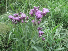 Saussurea salicifolia