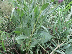 Saussurea salicifolia