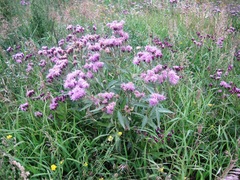 Saussurea salicifolia