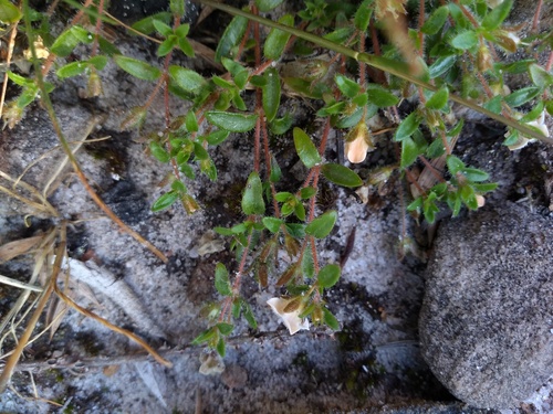 Mitrasacme pilosa (Mitrasacme pilosa)