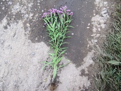 Saussurea salicifolia