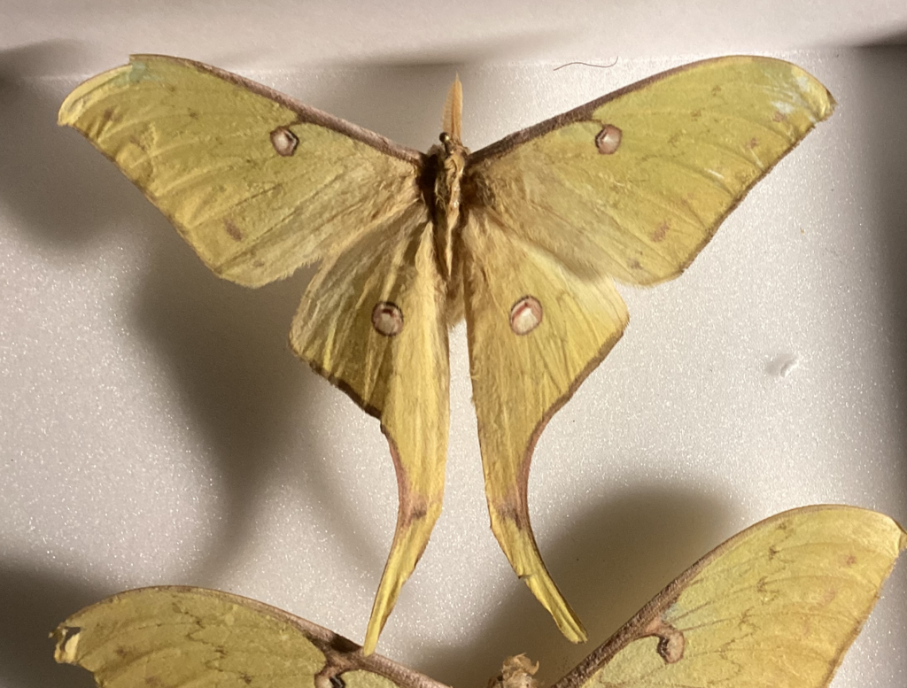 Actias guangxiana