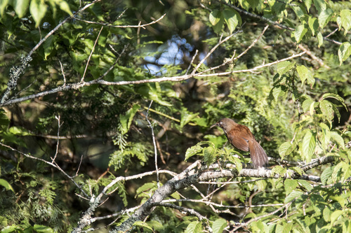 Black-necklaced Scimitar Babbler (Erythrogenys erythrocnemis), photo 7