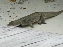 Varanus indicus