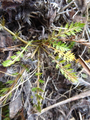 Anisotome flexuosa
