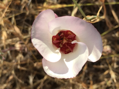 Calochortus simulans