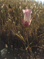 Calochortus simulans