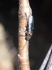 Dolerus unicolor