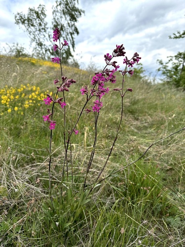 Sticky Catchfly