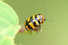 Cryptocephalus trifasciatus